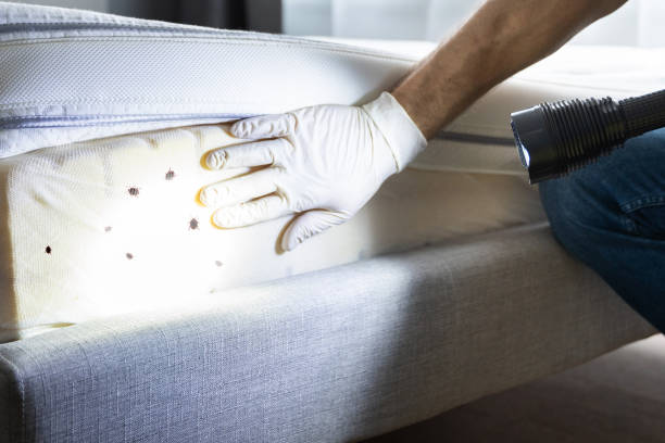 Best Pest Control Treatment  in Neuse Forest, NC