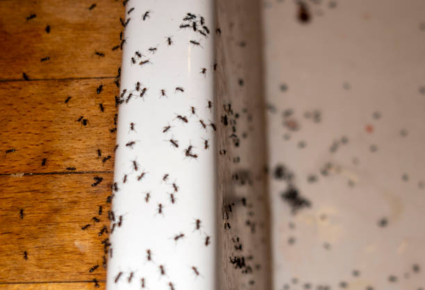 Best Pest Removal Services  in Neuse Forest, NC
